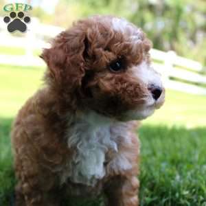 Blaze, Miniature Poodle Puppy